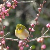 目つきが鋭いメジロさん🌸