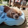 老犬ホームあん｜新人さん 豪一^^