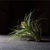 「Tillandsia stricta」