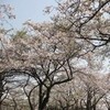 桜狩（４）