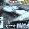 今年はカツオが豊漁