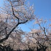 東工大の桜2019