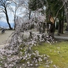 3/16 の湿った雪で桜の枝が折れた