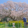 満開の吉高の大桜&海老川沿いの桜を見に行ってきた