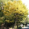 Zelkova serrata　ケヤキ