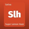 大麻の種類 Super Lemon Haze スーパーレモンヘイズ