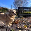2025年12月14日🐾 今日のマヤ暦
