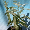 Epidendrum Pretty Lady &#039;Misumi&#039; 斑入り