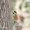 座間谷戸山公園で野鳥探し 2020-02-15