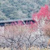 愛媛県愛南町の松軒山公園で梅を楽しむ