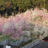 しだれ梅（大縣神社）