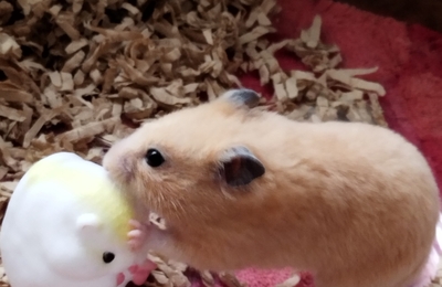 小動物大好き はてなブログ グループ