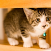 猫カフェデートを成功させる秘訣！？失敗しないための注意点