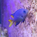 Mori Marine日記　アクアリウム時々釣り