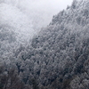 雪空の下のカヤクグリ