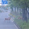 熊が出たというはなしについて