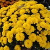 菊