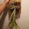 P.willinckii 'Wild Cat' 成長記(2019.3.24)