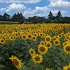 夏、楽しんでます。座間ひまわりまつり