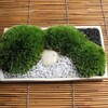 山苔はちょっと手間がかかります。苔鉢-178