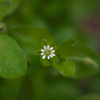 ウシハコベ開花