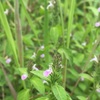 今日の畑と森