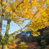 京都の紅葉2016～高雄・神護寺