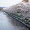 春爛漫、お花見サタデー！！