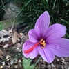自宅の花・11月半ば・・