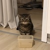 猫の思惑