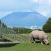 桜島とサイ