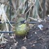 人馴れしてる？公園のジョウビタキ