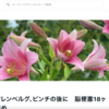 昔のNo+eの記事にスキされた、ワレンベルグな日々