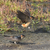 隣の隣の県に鳥を見に行った日記（２０２３　０５１４）その２。