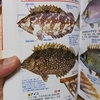 アイゴっていう毒魚