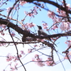 桜に鳥