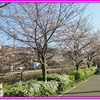 桜が咲き競う『今日の山崎川と日泰寺』