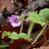 鳴神山カッコソウ移植地でカッコソウが咲き始めました。