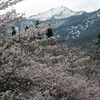 桃の花見物だったのだが