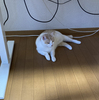 キクのいらいら