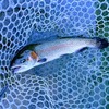 【うらたんざわ渓流釣場】数釣り54匹達成！大物のヒントはフライマンにあり？（2026.8.18釣行）