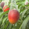 マンゴーの収穫始まる（熊本県）