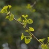 里山散歩（4月）