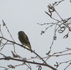 イカル（Masked Grosbeak）