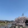 桜満開前線　　2023年3月29日(水)