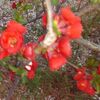 木花のリレー始まりました。染井吉野はいつ頃開花かな。
