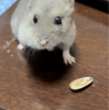 プリン頑張るなー🐹