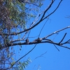 スズメバト Common Ground Dove