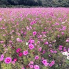 嵐の来る前に、噂のコスモス畑へ・・