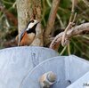 日本　ヤマガラの巣は鉄柱の上